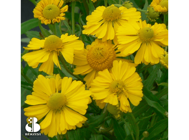 Helenium   'Helena Yellow'